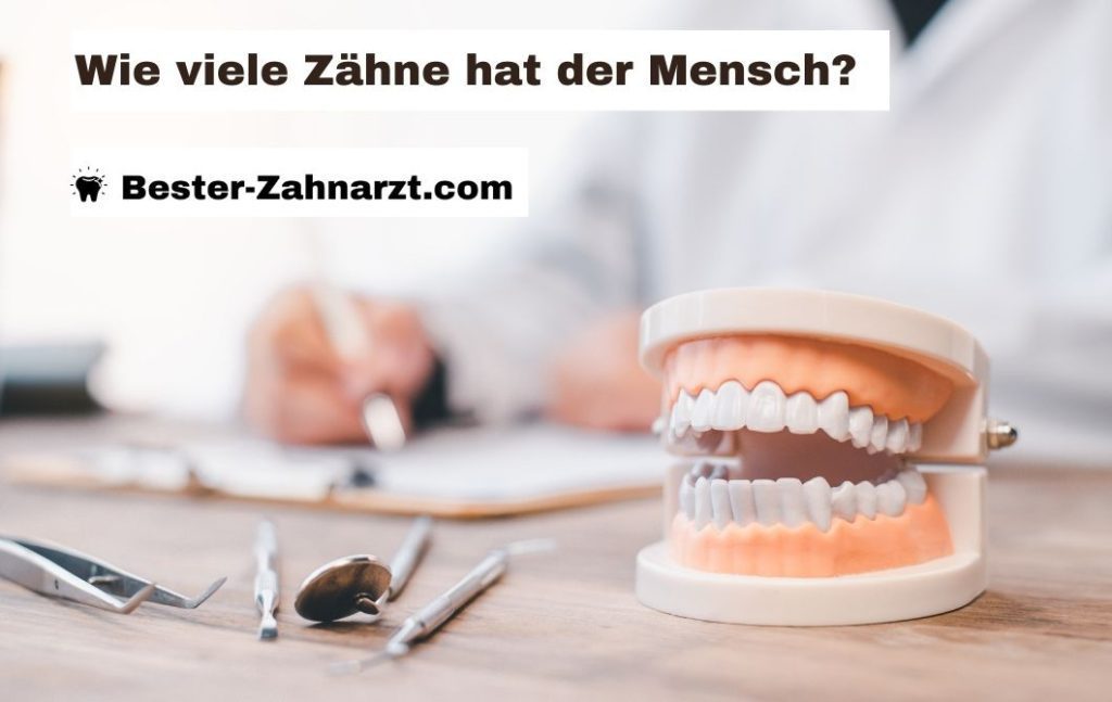 Wie Viele Zähne Hat Ein Ausgewachsener Mensch bester-zahnarzt.com
