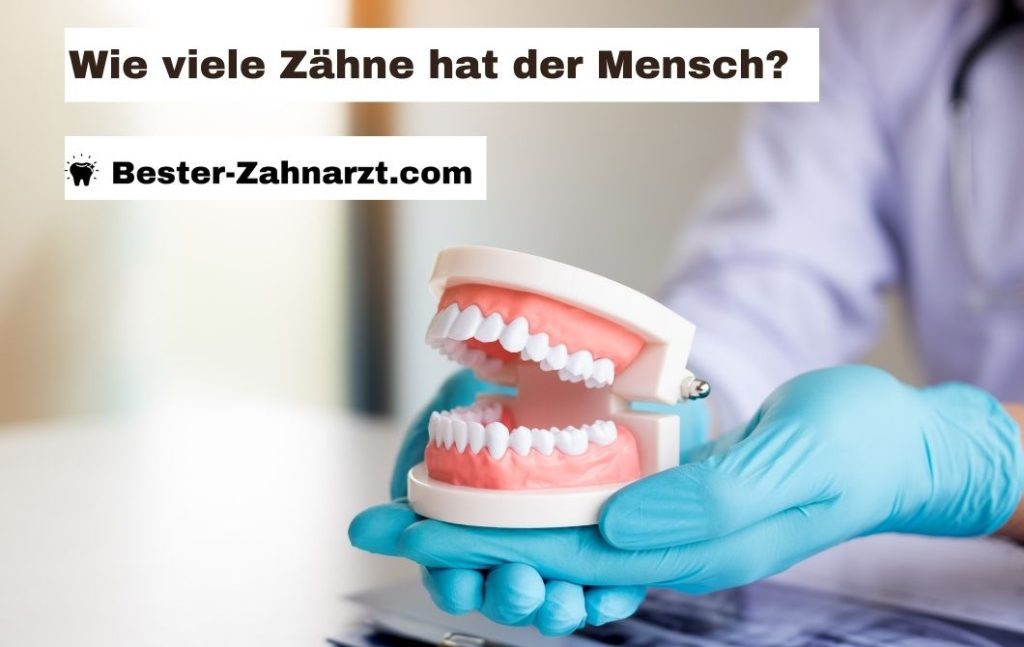 Wie Viele Z hne Hat Ein Mensch wie-viele-z-hne-hat-ein-mensch